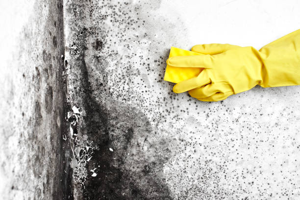 Best Mold Remediation for Healthcare Facilities  in Darien, WI