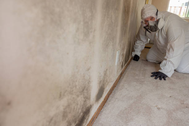 Best Mold Prevention Services  in Darien, WI